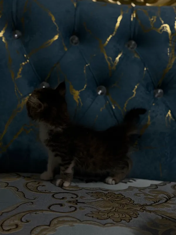 Кошка 1 Кошка 1