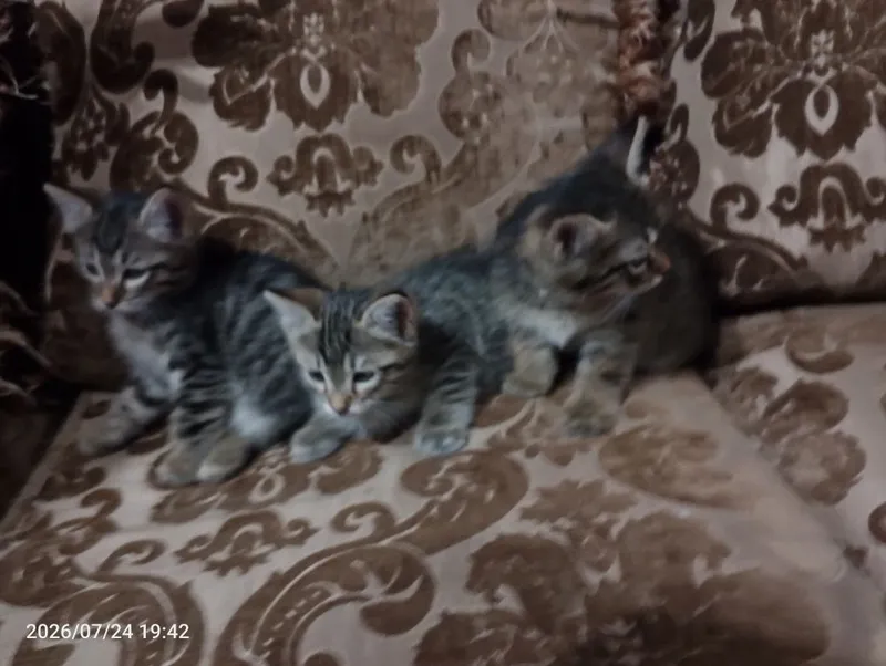 Ищем самый лучший дом для пушистых малышей! Котята 2