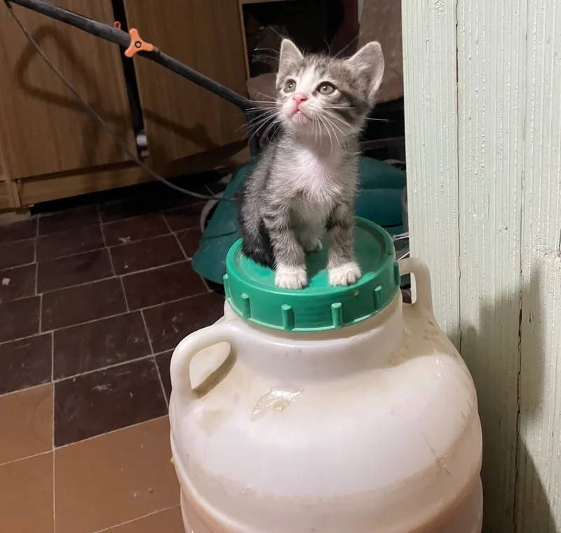Домашние Котята ищут себе дом — фото 3