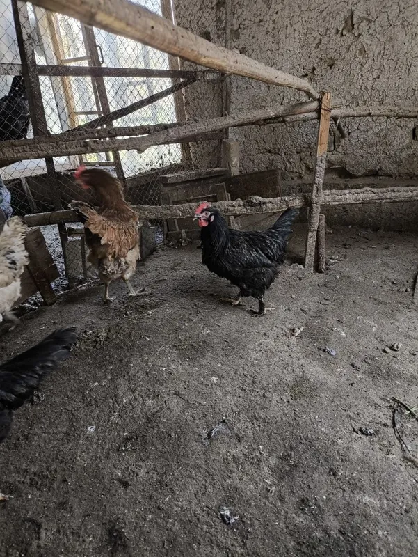 Tuxum qoyib turgan tovuqla sotiladi — фото 1