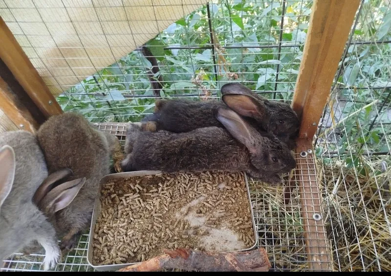Продаются крольчата 2 Продаются крольчата 2