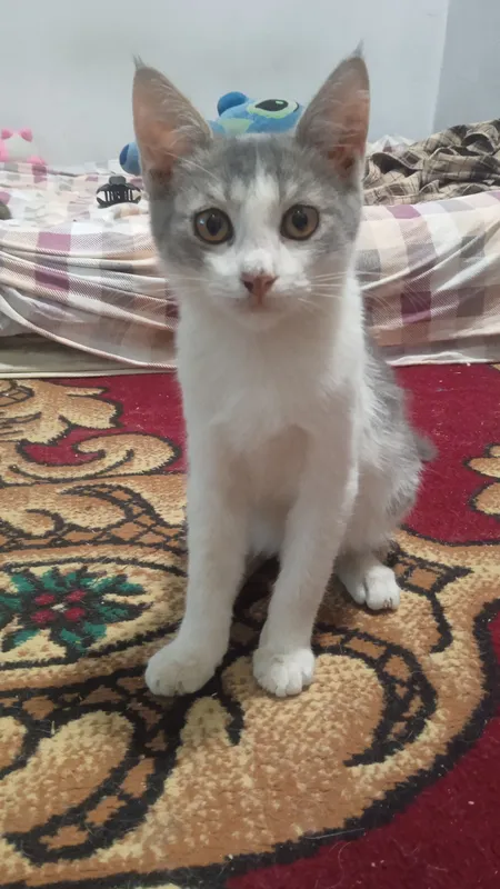 Котёнок 2 Котёнок 2