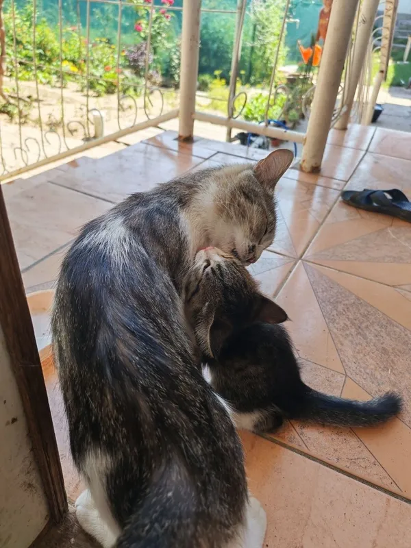 Кошка с котёнком, мать и дочь 1 Кошка с котёнком, мать и дочь 1