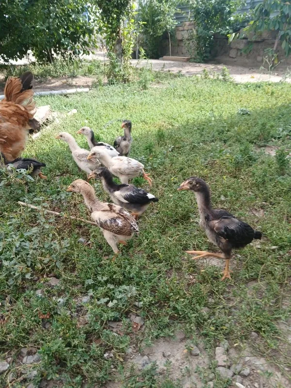 Dakan jojala sotiladi ota onasi rasimda tuxumgayam zakaz olamiz 1