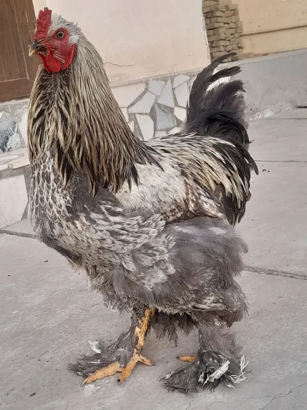 Brama tovuq va xoʻrozlar sotiladi — фото 6