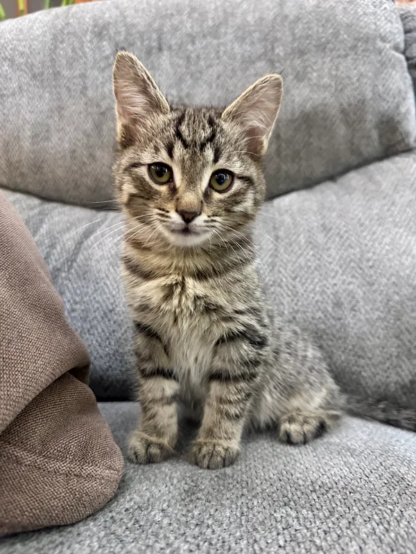Котята тигровые , 3 месяца 3