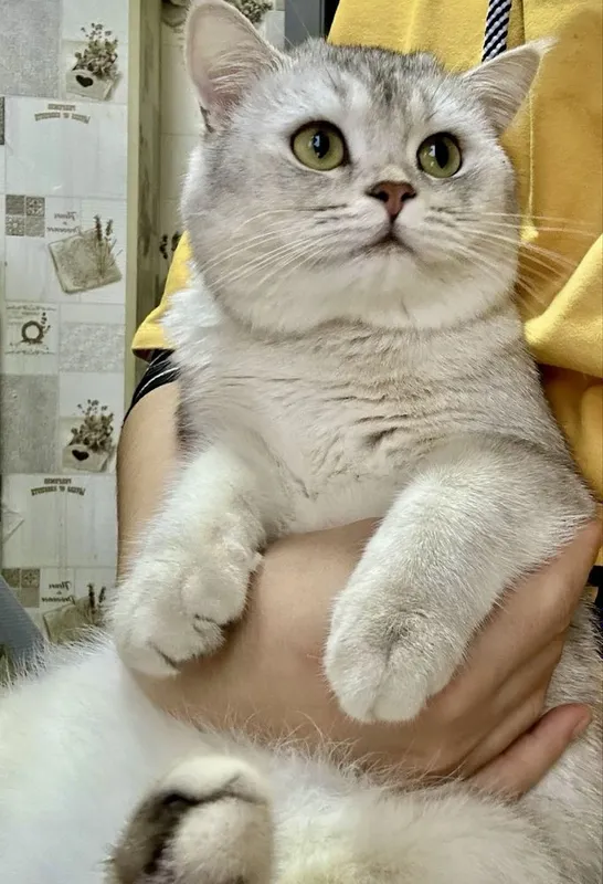 Британский серебринний Шиншилла вязка