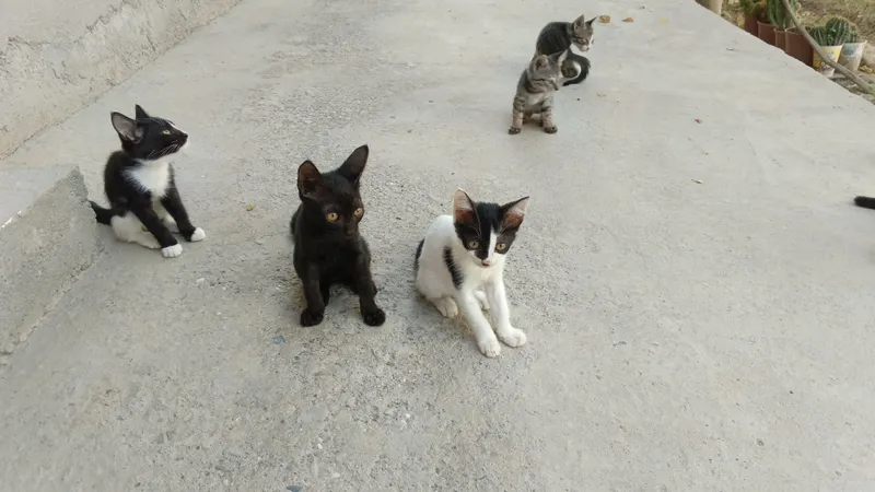 Mushuk bolalari tekinga 1 Mushuk bolalari tekinga 1