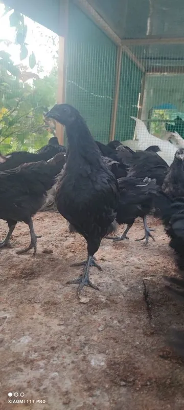 Uxeliyuy 3 oylik jujalari sotiladi 2
