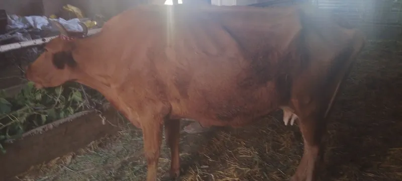 Sigir sotiladi kafolati bilan 5 Sigir sotiladi kafolati bilan 5