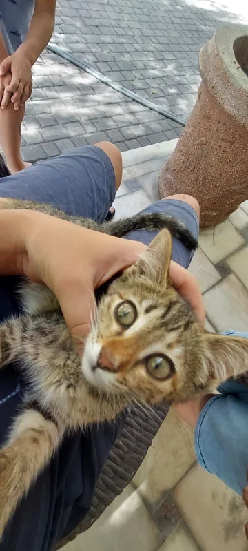 Отдам даром спокойного котёнка 3
