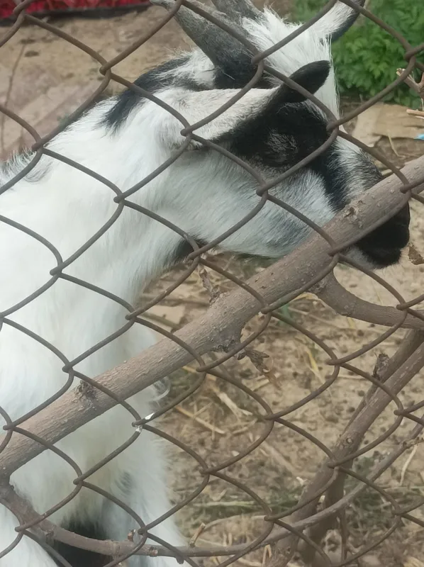 Продаются козлята — фото 2