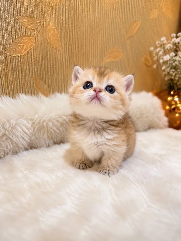Милый не реально котенок Манчкин 2 Милый не реально котенок Манчкин 2
