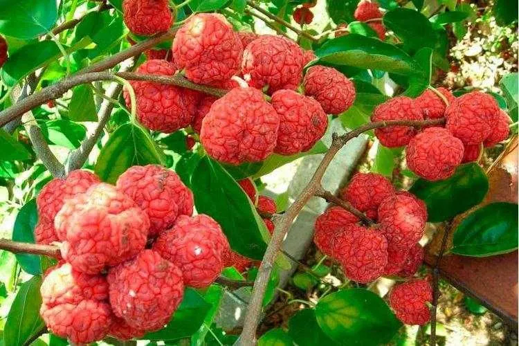 Кудрания клубничное дерево — фото 1