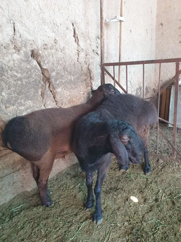 Qo'chqorlar sotiladi 4