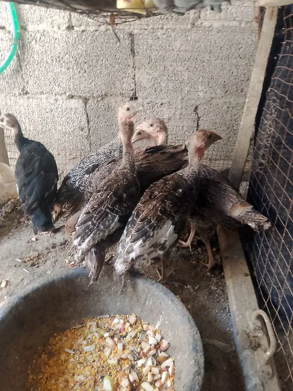 2 oylik kurks jujalari sotiladi manzil buxoro vobkent 7