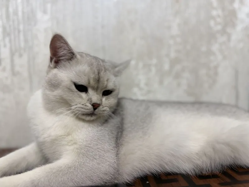 Кошка британская шиншилла