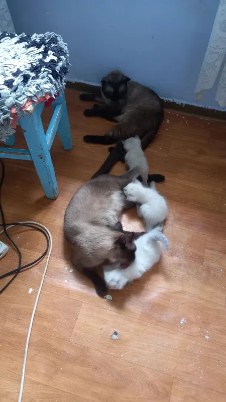 Котята сиамской пароды — фото 1