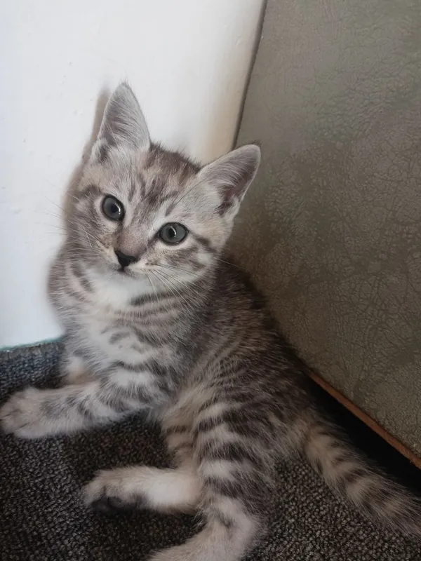 Кошка с котятами отдается в дар 4