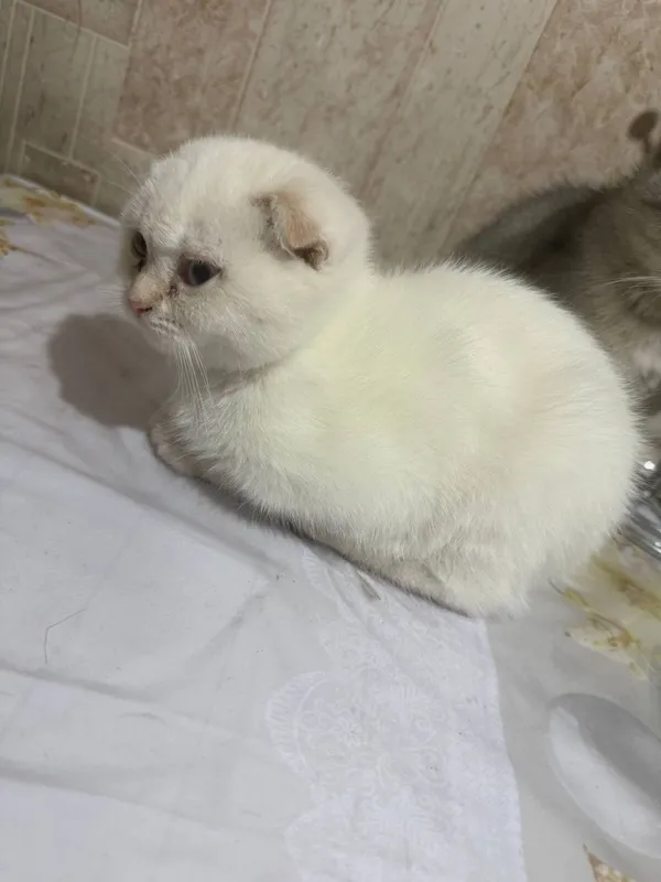 Продается котята — фото 1