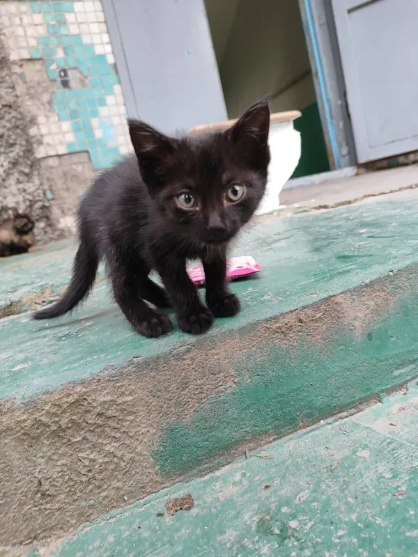 Черный котёнок, 1,5 месяца — фото 1
