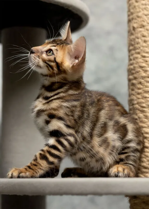Клубный бенгальский котенок 5 Клубный бенгальский котенок 5