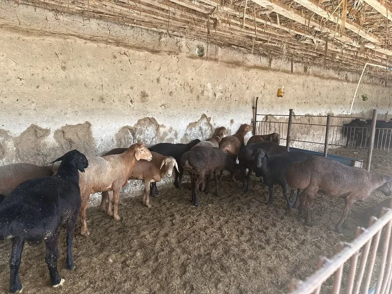 Qurbonlik bop Xisori qo’y qo’chqorlar bor. — фото 2