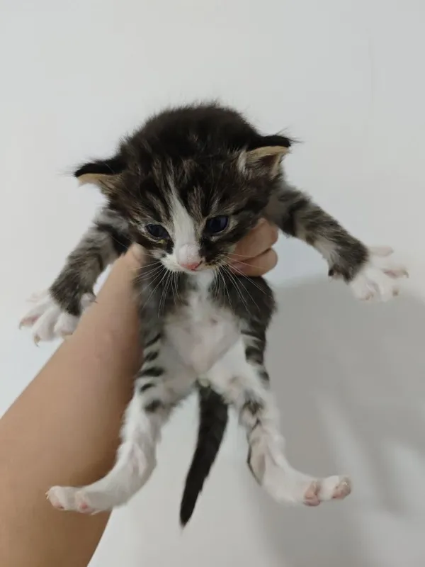 Отдаю домашних котят в добрые руки 3