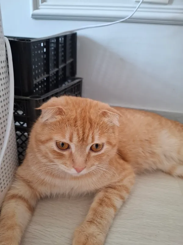 Продаётся 1-летний кот Scottish Fold 5 Продаётся 1-летний кот Scottish Fold 5