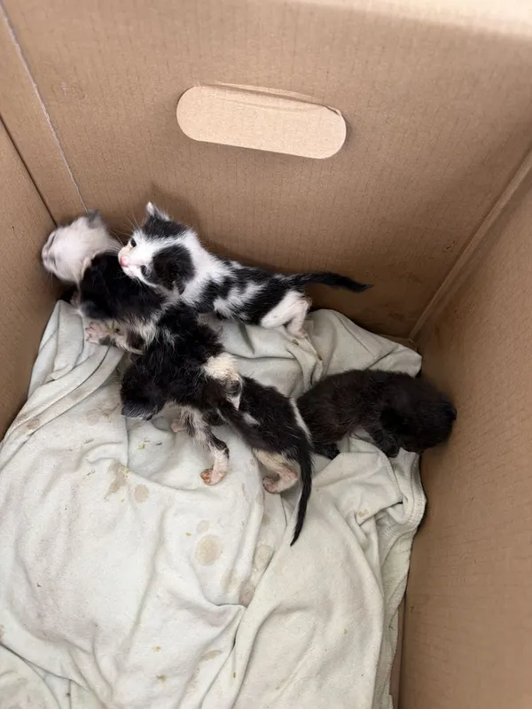 Коошка малыши отдам