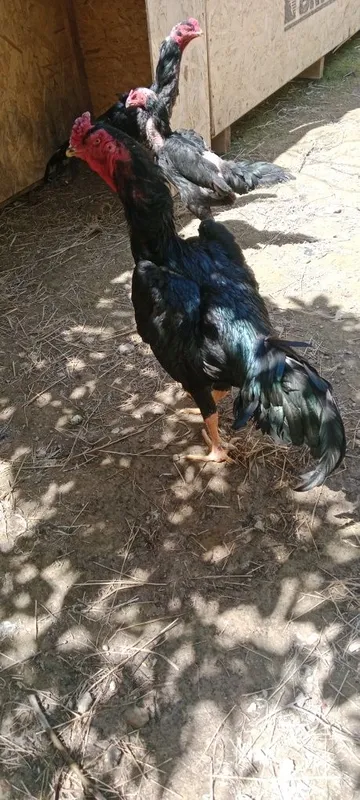Bobo horoz sotiladi tovug'yam bor — фото 2