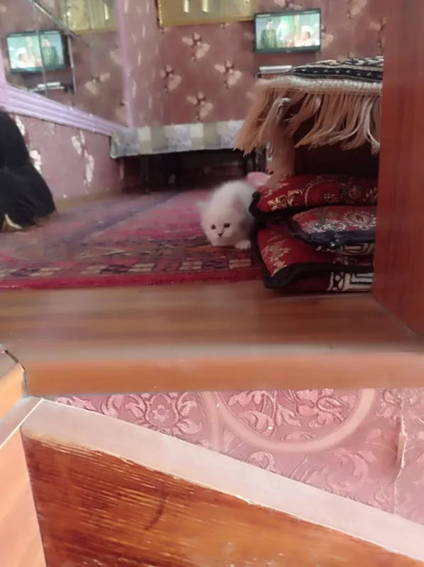 Продам породистых котят Мама:скотиф фолд Папа шотландский скотиш Страй — фото 4