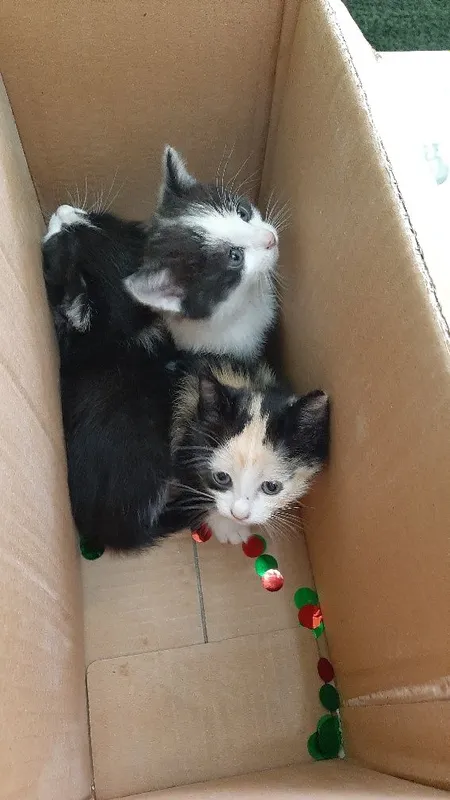 Котята в добрые руки — фото 1