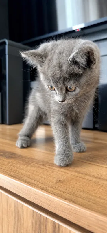 British shorthair