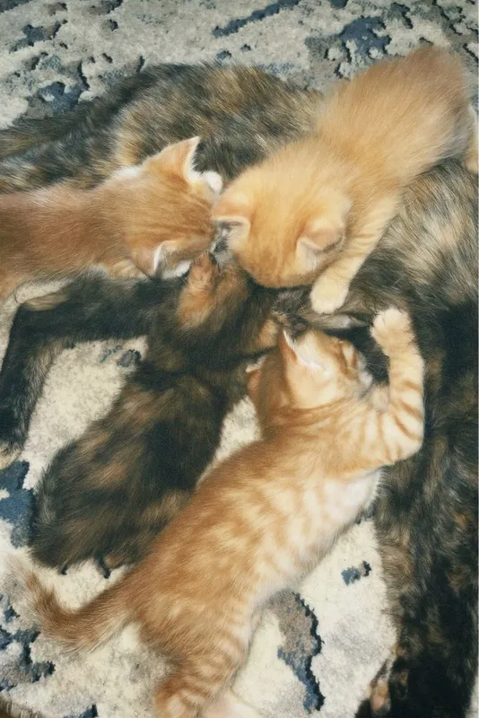 Кошка рыжые домашние 2 Кошка рыжые домашние 2