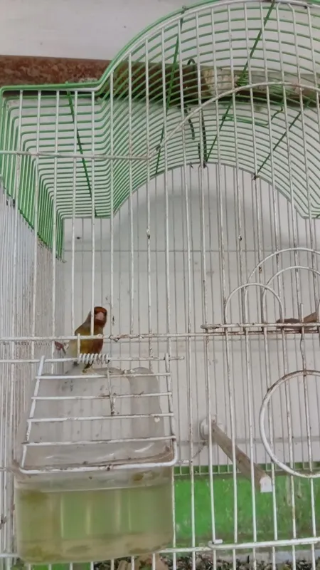 Gibrit sayroqi qush 2 Gibrit sayroqi qush 2