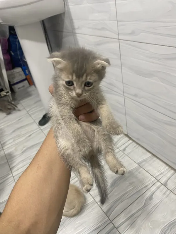 Скотш тозаси сотилади срочно