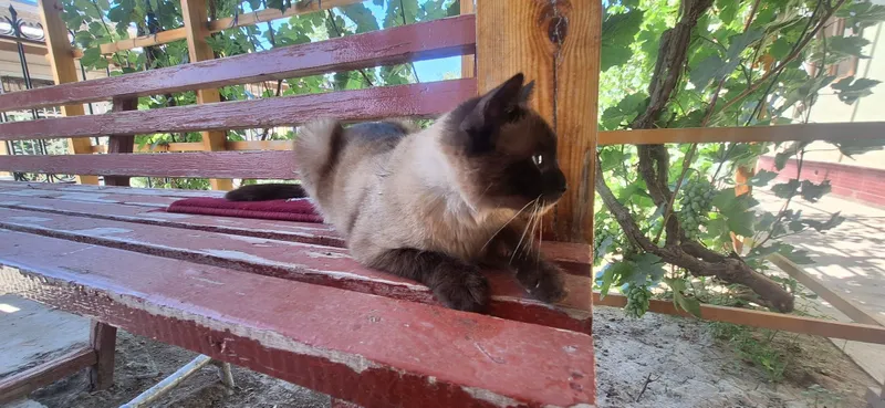 Сиам мушуги пародя Сиам мушуги пародя