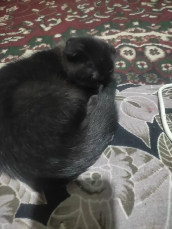 Кошичка домашняя — фото 1