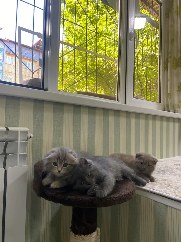 Котята — фото 2