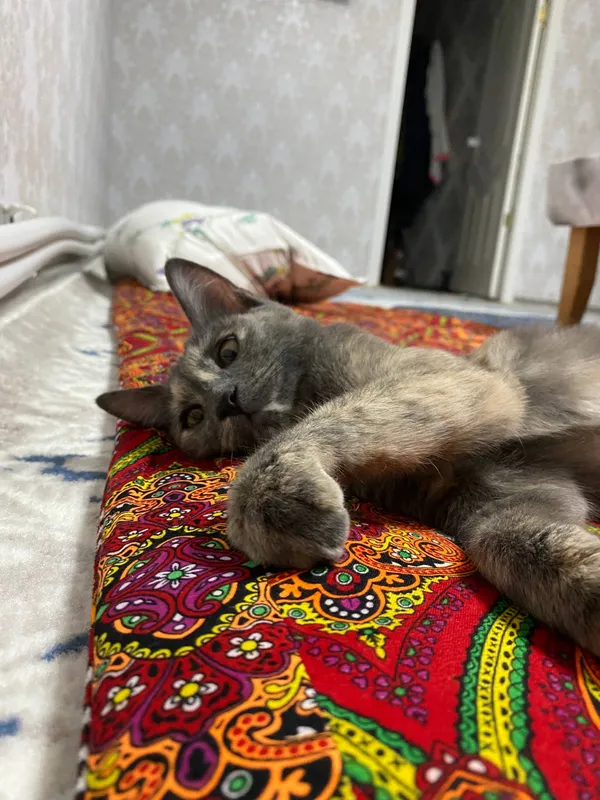 котенок 2 месячный игривый,умный 2 котенок 2 месячный игривый,умный 2