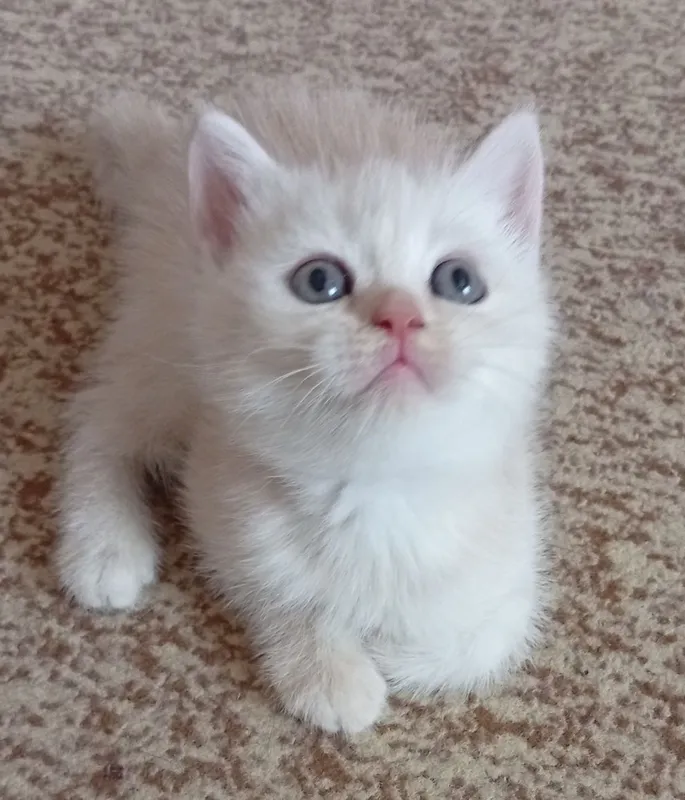 Британские котята.Акция!За двоих 700.000! — фото 5