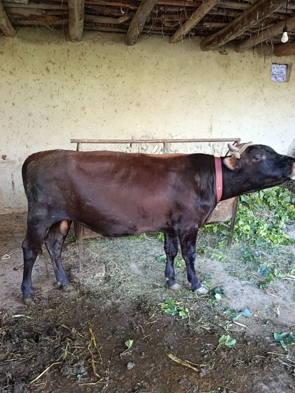 Buqacha boqishga tayyor yeyishi zör soğlom 1.25 böyi 2 Buqacha boqishga tayyor yeyishi zör soğlom 1.25 böyi 2