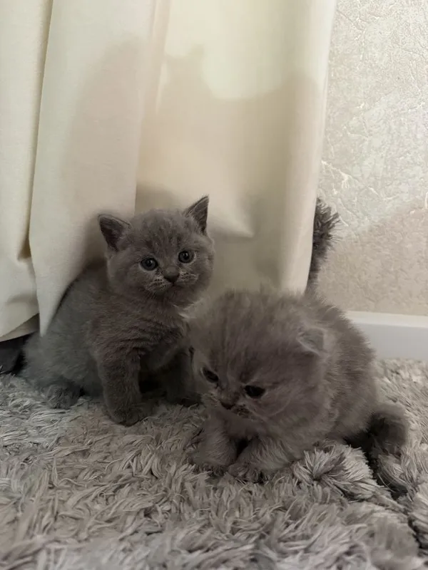 Красивые серые котята, здоровые и игривые — фото 3