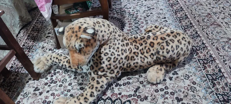 oyinchoq tigr sotaman
