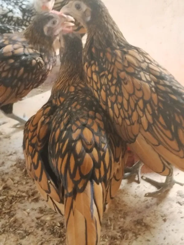 Sibrayt joʻjalari sotiladi 1 Sibrayt joʻjalari sotiladi 1