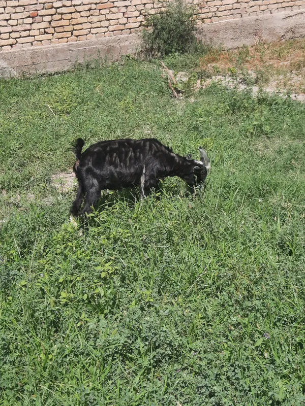 Sotiladi nar uloq 3