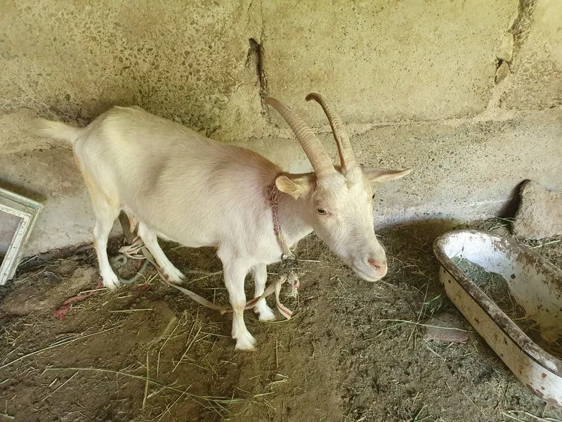 Echki sotiladi zenin sut beradi 2