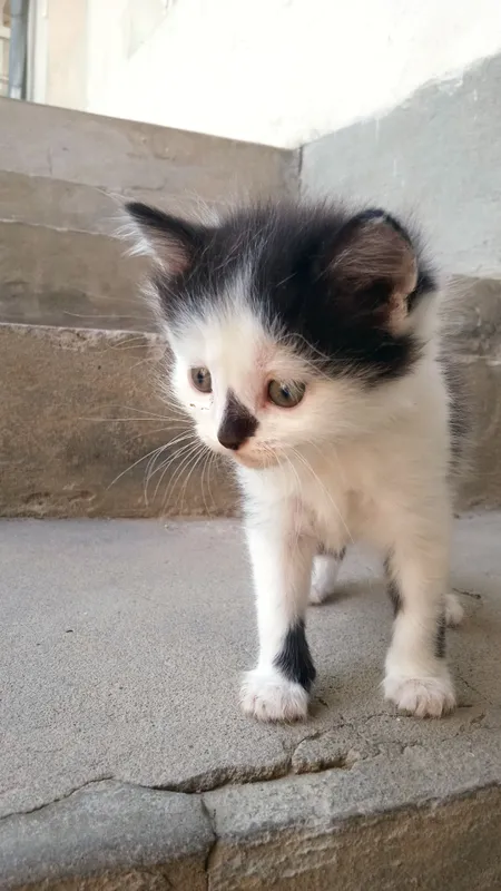 котята, — фото 6 котята, — фото 6