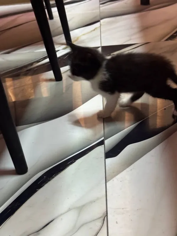 Отдадим котят бесплатно 3 Отдадим котят бесплатно 3